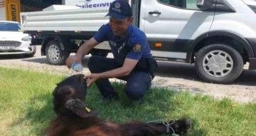 Yaralı kurbanlığa polis şefkati