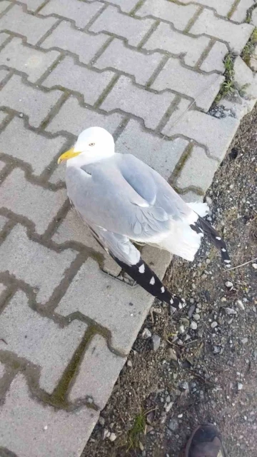 Yaralı martı tedavi altına alındı
