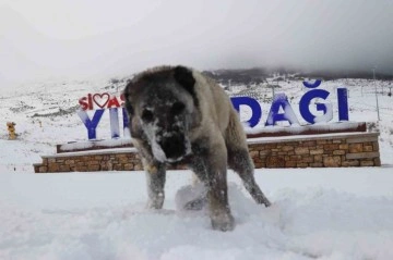 Yıldızdağı’nda kar kalınlığı 10 santimetreye ulaştı