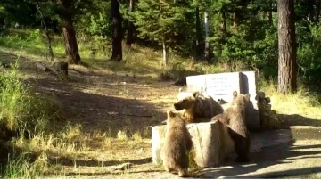 Yozgat’ta sıcaktan bunalan anne ve yavru ayılar foto kapana yakalandı
