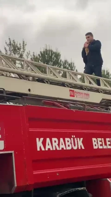 Yurt bahçesindeki ağaçta mahsur kalan kedi kurtarıldı
