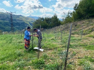 Zeytin fidan tırtılı uyarısı
